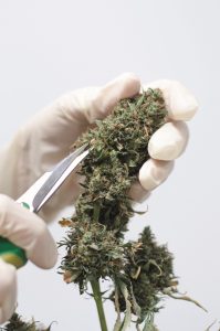 © Magu CBD GmbH
