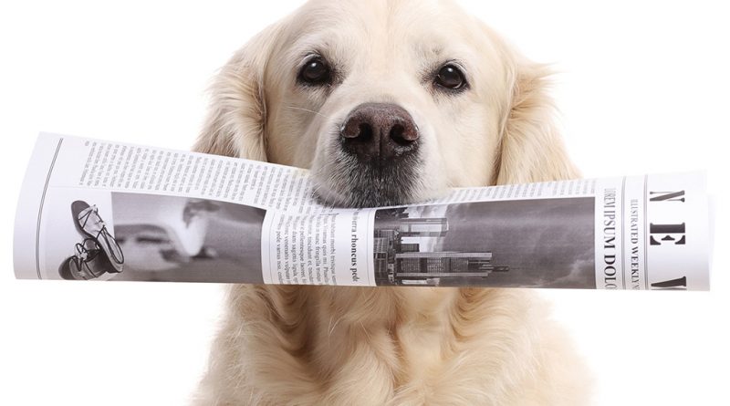 Der beste Freund des Menschen ist neuerdings weniger die Tageszeitung am Morgen – stattdessen haben E-Paper die Schnauze, pardon, die Nase vorn. © AdobeStock/ Ljupco Smokovski