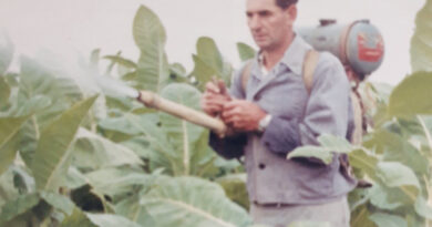 Tabakanbau in Fürstenfeld: Ein Arbeiter spritzt die Tabakpflanzen. © kk