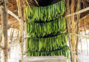 Kamerun Tabak © Reinhard Pohorec
