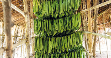 Kamerun Tabak © Reinhard Pohorec
