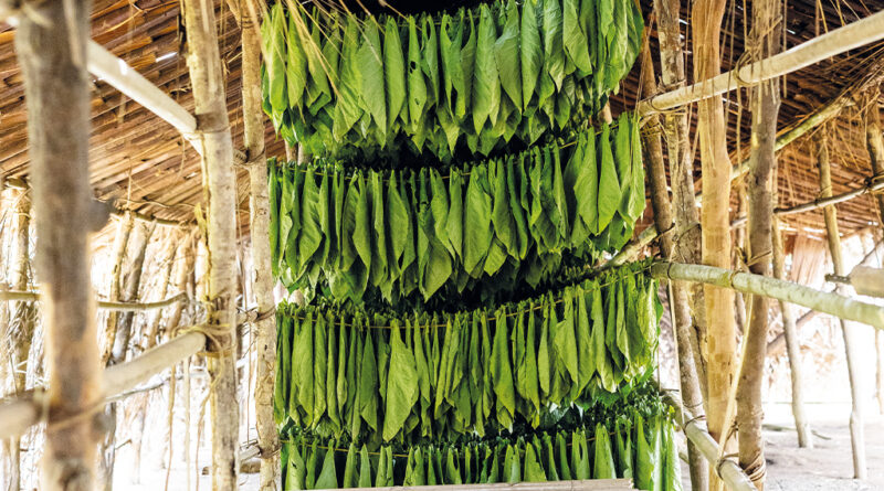 Kamerun Tabak © Reinhard Pohorec