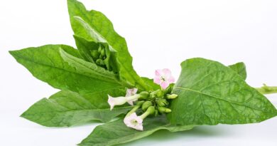 © AdobeStock/Lili.Q